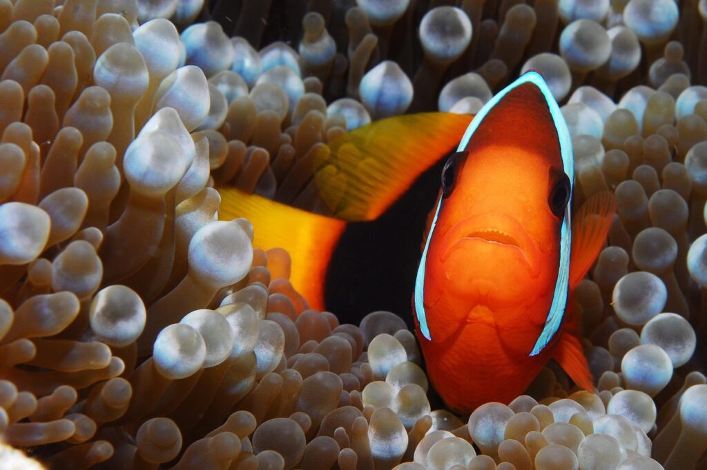 diving samui